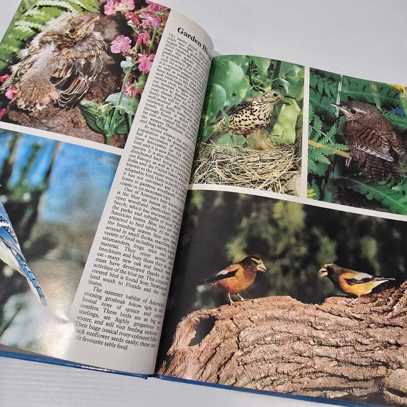 Alona.com.au Nature Series: BIRDS by Bruce Coleman - Hardcover