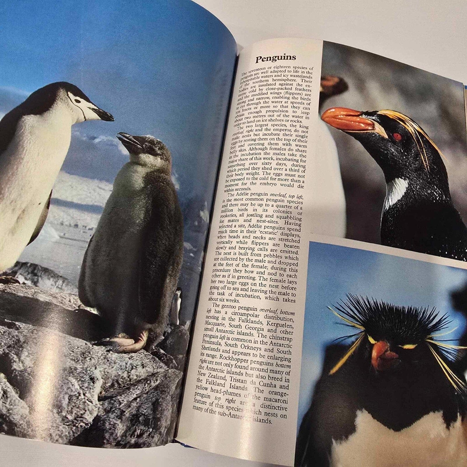 Alona.com.au Nature Series: BIRDS by Bruce Coleman - Hardcover