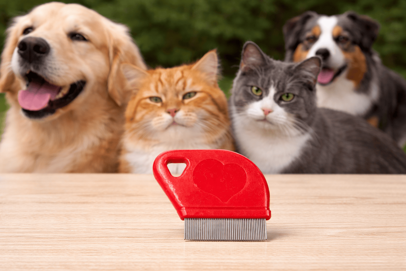 Dudley's World of Pets Pet Care > Cleaning & Maintenance > Pet Grooming Supplies Mini Flea Comb Pet Care Cats Dogs Grooming Detangler Stainless Steel Bristles