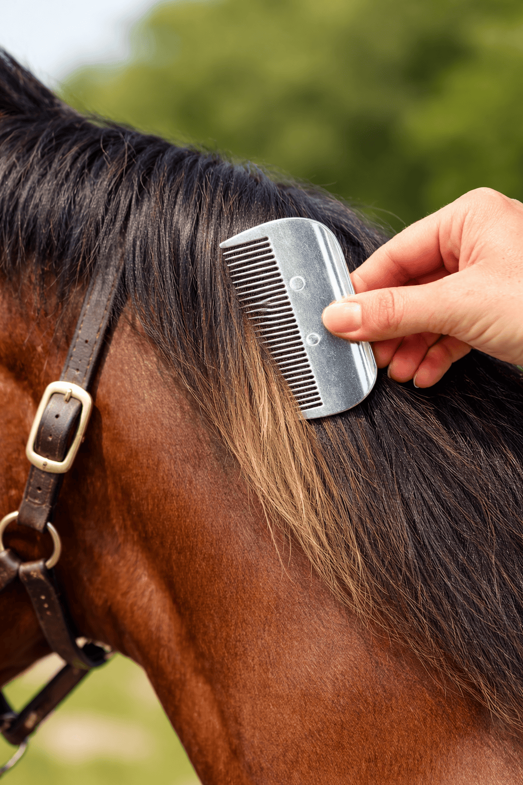 Dudley's World of Pets Pet comb 10.5x5.6cm Mane and Tail Horse Grooming Kit Comb Detangler Accesories Pet Care
